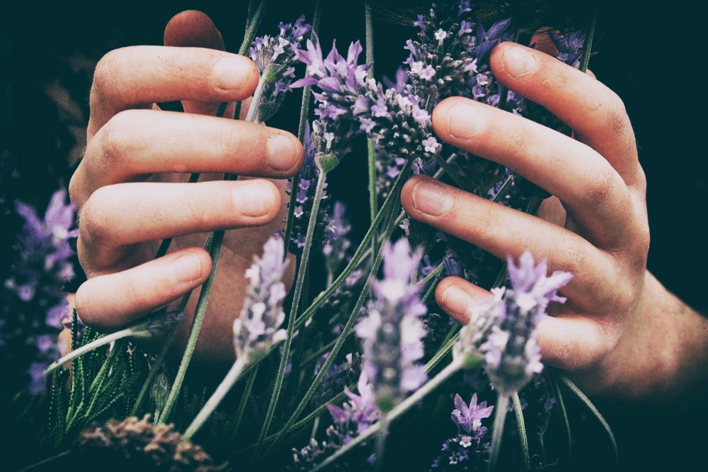 women holding lavender bunch